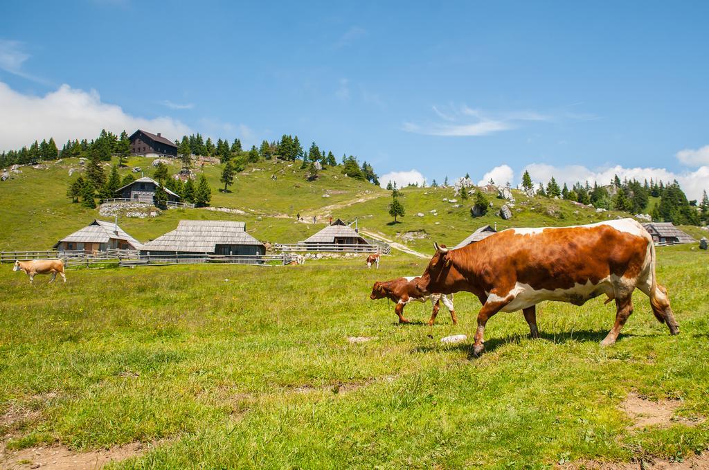 Chalet Tisa Velika Planina Stahovica Rum bild